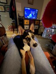 Lost Female Dog last seen Near nugent street new hyde park ny 11040, New Hyde Park, NY 11040