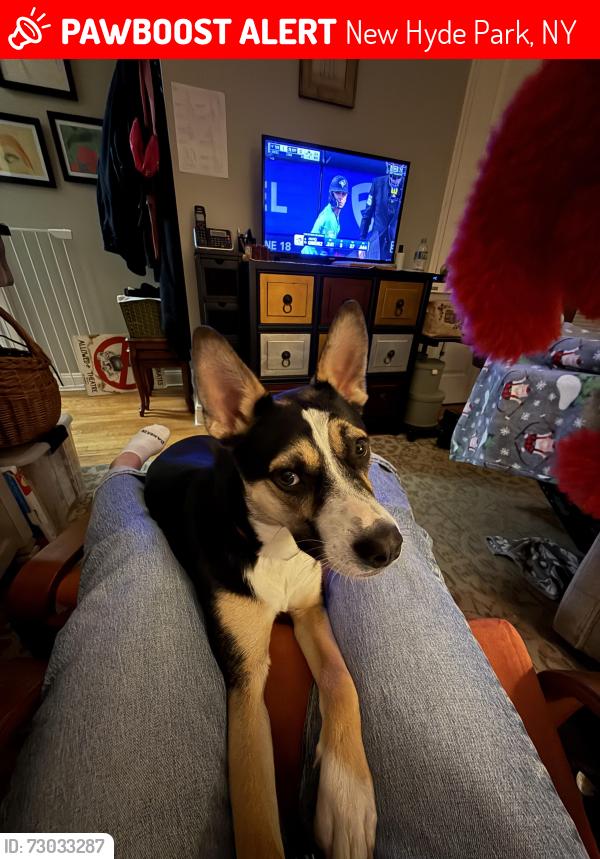 Lost Female Dog last seen Near nugent street new hyde park ny 11040, New Hyde Park, NY 11040