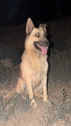 Found/Stray Unknown Dog last seen West Fern avenue X San timoteo Canyon, Redlands, CA 92373
