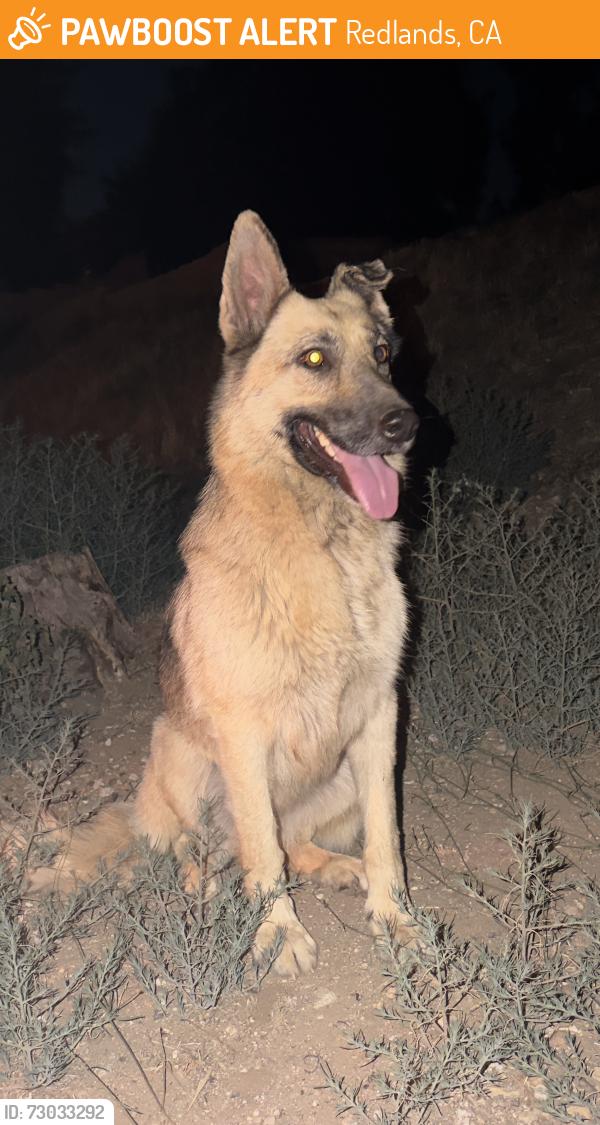Found/Stray Unknown Dog last seen West Fern avenue X San timoteo Canyon, Redlands, CA 92373