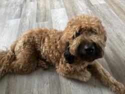 Lost Female Dog last seen Glendora Ave & Merced Pl West Covina, West Covina, CA 91790