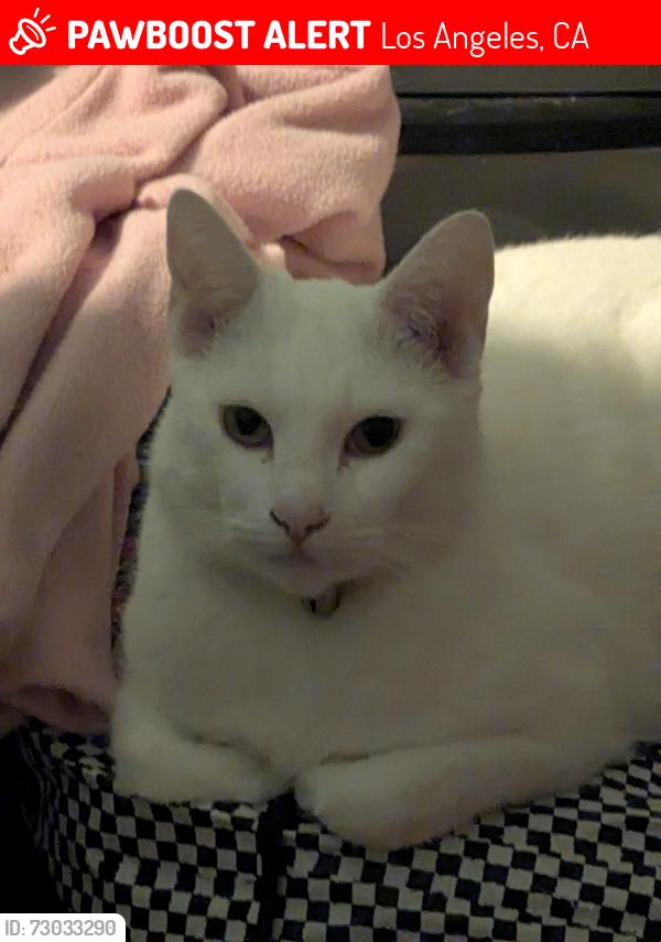 Lost Female Cat last seen Nagle/ Reedley , Los Angeles, CA 91402