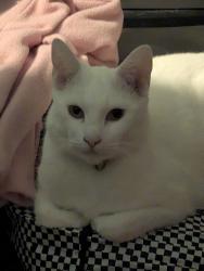 Lost Female Cat last seen Nagle/ Reedley , Los Angeles, CA 91402