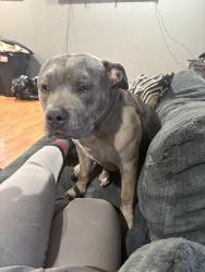 Lost Female Dog last seen Near Laurelhurst drive Rancho Cordova 95670, Rancho Cordova, CA 95670