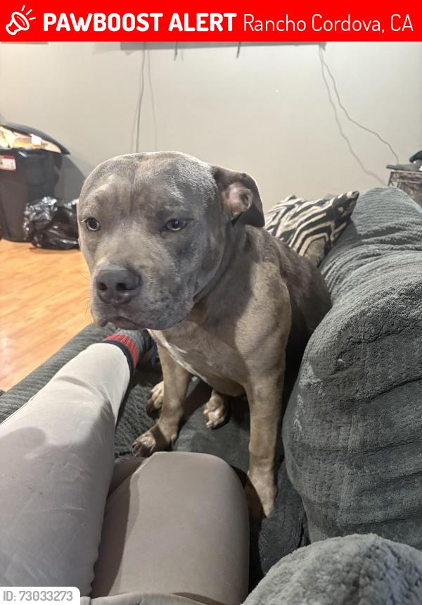 Lost Female Dog last seen Near Laurelhurst drive Rancho Cordova 95670, Rancho Cordova, CA 95670