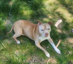 Reunited Female Dog last seen Cascade Drive & Lilburn Stn Mtn Rd, Lilburn, GA 30047