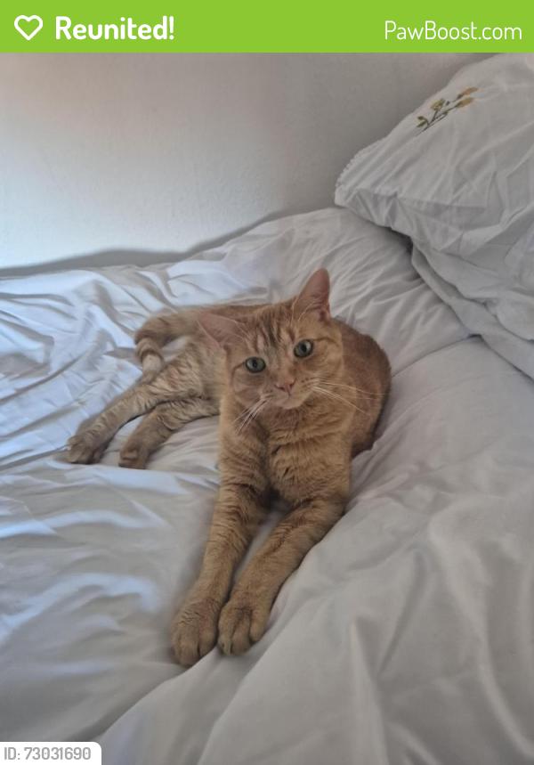 Reunited Male Cat last seen New Bradwell Community Centre, New Bradwell, England MK13