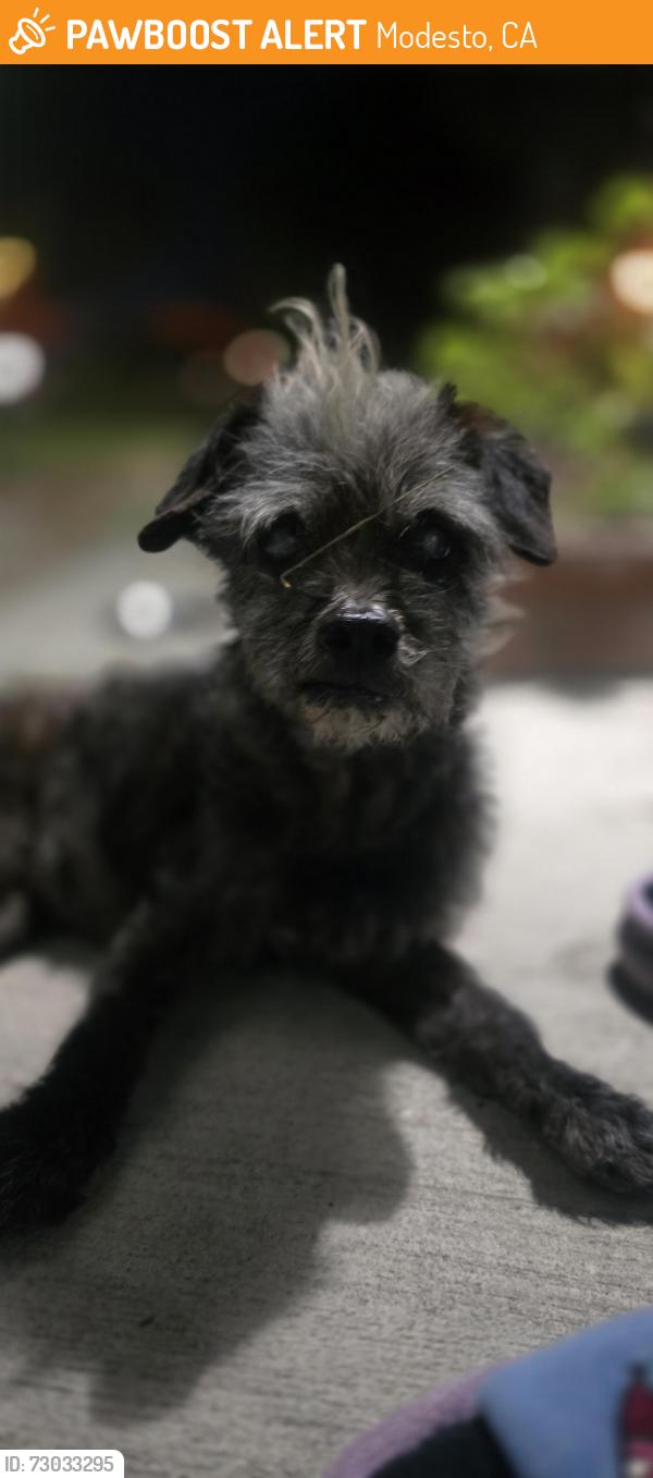 Found/Stray Male Dog last seen Clementa St, Modesto, CA 95351