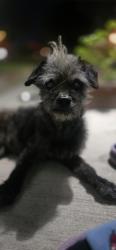 Found/Stray Male Dog last seen Clementa St, Modesto, CA 95351