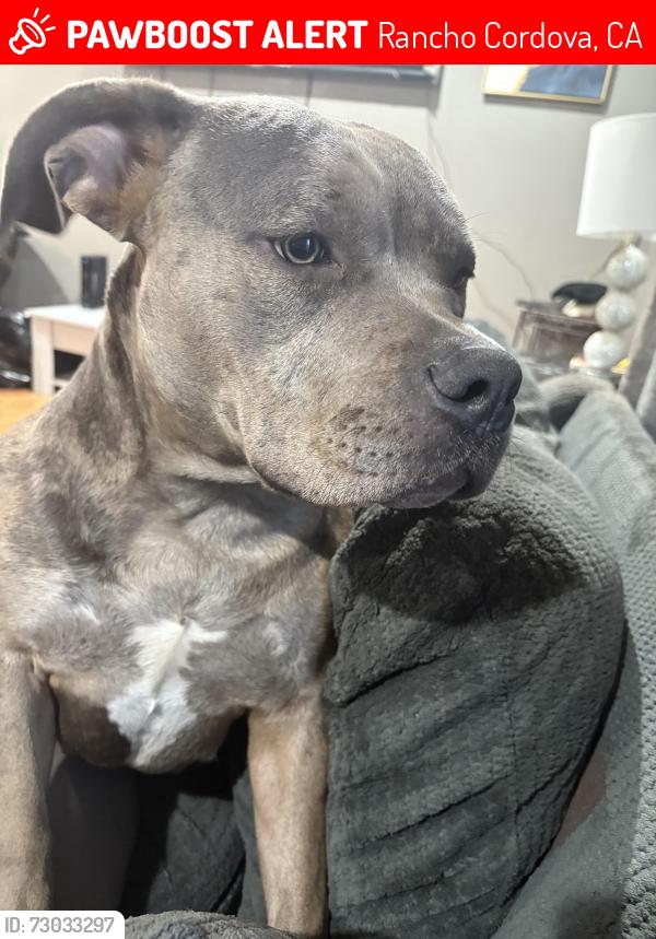 Lost Female Dog last seen Near Laurelhurst Drive Rancho Cordova 95670, Rancho Cordova, CA 95670