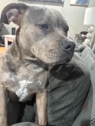 Lost Female Dog last seen Near Laurelhurst Drive Rancho Cordova 95670, Rancho Cordova, CA 95670