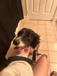 Reunited Male Dog last seen Avenida compadres , Chino Hills, CA 91709
