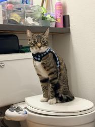 Reunited Male Cat last seen Ringwood and Murphy in woodland meadows apmts, San Jose, CA 95131