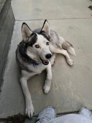 Reunited Male Dog last seen Anaheim St next to 7-Eleven and Subway, Long Beach, CA 90804