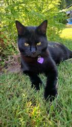 Lost Female Cat last seen Land Rd & Howlett Rd , Eagle Creek, OR 97022