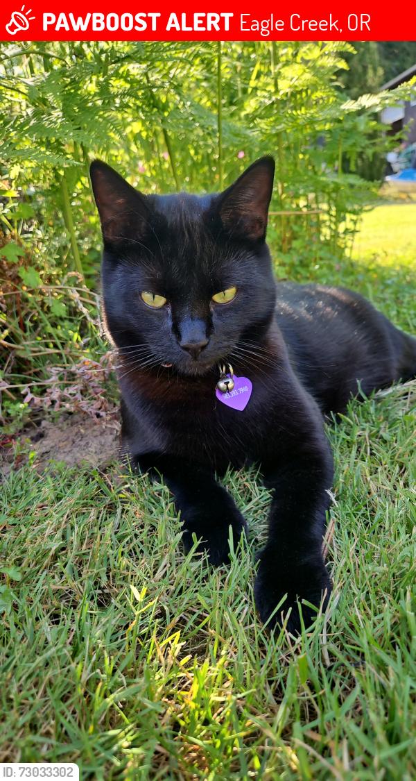 Lost Female Cat last seen Land Rd & Howlett Rd , Eagle Creek, OR 97022