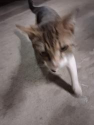Found/Stray Unknown Cat last seen Between Oakdale & winnetka, Los Angeles, CA 91343
