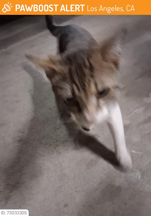 Found/Stray Unknown Cat last seen Between Oakdale & winnetka, Los Angeles, CA 91343