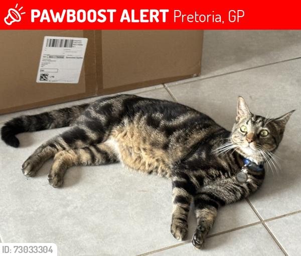 Lost Male Cat last seen Midas & De Villa Bois, Pretoria, GP 0081