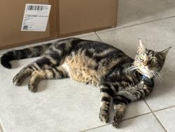 Lost Male Cat last seen Midas & De Villa Bois, Pretoria, GP 0081