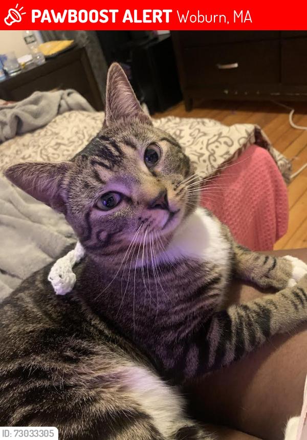 Lost Male Cat last seen Near Conn St Woburn, MA 01801, Woburn, MA 01801