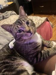 Lost Male Cat last seen Near Conn St Woburn, MA 01801, Woburn, MA 01801