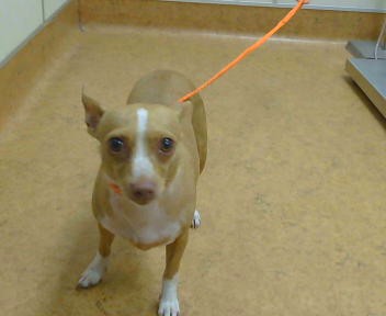 Shelter Stray Female Dog last seen , 3839 Bradshaw Rd, Sacramento, CA 95827, USA