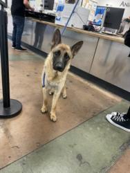 Shelter Stray Female Dog last seen , 14409 Vanowen St, Van Nuys, CA 91405, USA