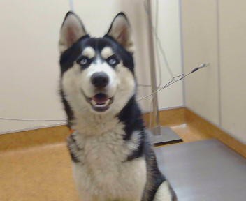 Shelter Stray Male Dog last seen HOWE AVE/ DELMA WAY, 95825, 3839 Bradshaw Rd, Sacramento, CA 95827, USA
