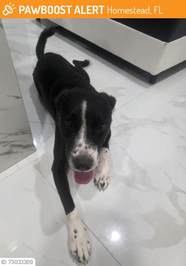 Found/Stray Male Dog last seen Near SW 262nd Terrace, hmstd, FL 33032, Homestead, FL 33032