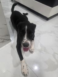 Found/Stray Male Dog last seen Near SW 262nd Terrace, hmstd, FL 33032, Homestead, FL 33032