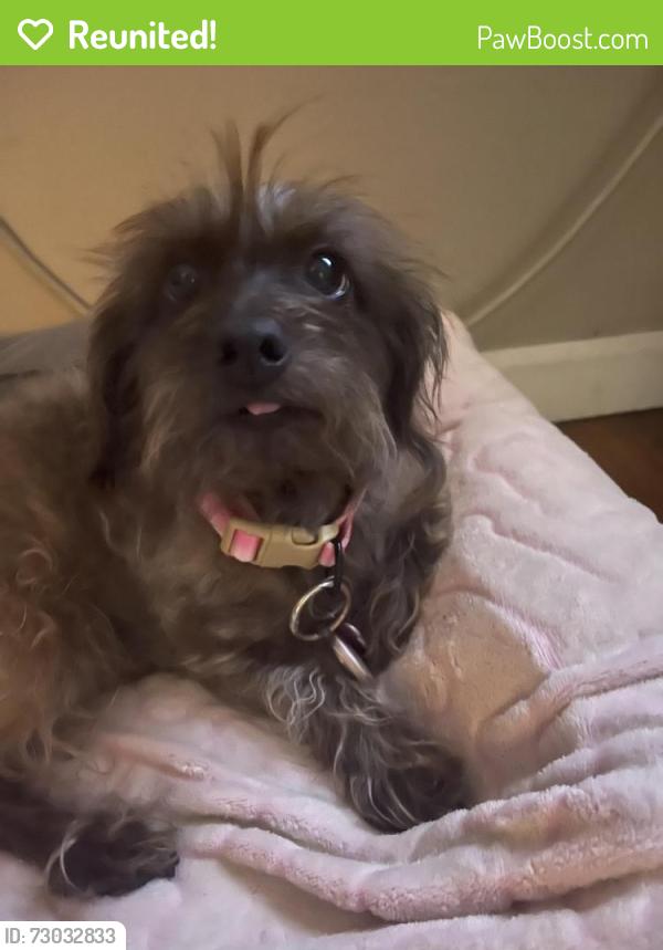 Reunited Female Dog last seen Randolph St. & Malabar , Huntington Park, CA 90255
