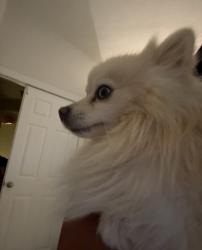 Lost Male Dog last seen Crowned partridge line , Murrieta, CA 92562