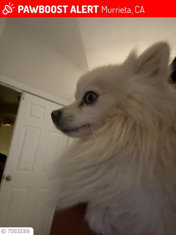 Lost Male Dog last seen Crowned partridge line , Murrieta, CA 92562