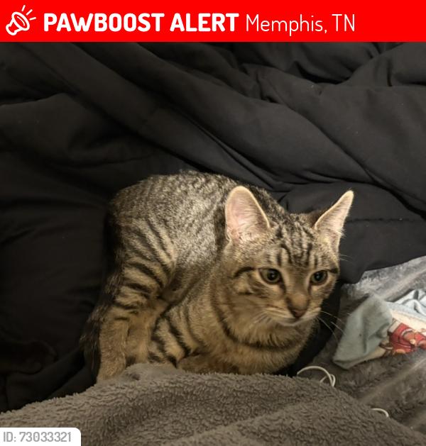 Lost Male Cat last seen Walnut grove and walnut bend, Memphis, TN 38018
