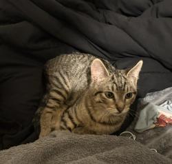 Lost Male Cat last seen Walnut grove and walnut bend, Memphis, TN 38018