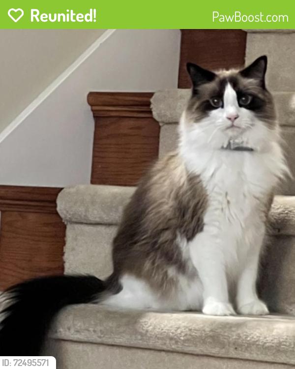 Reunited Male Cat last seen Wallingford Studios, Seattle, WA 98103