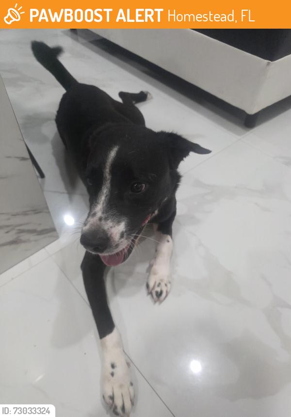 Found/Stray Male Dog last seen hmstd 268ave, Homestead, FL 33032