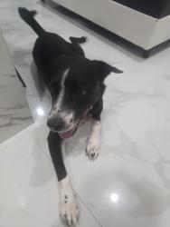 Found/Stray Male Dog last seen hmstd 268ave, Homestead, FL 33032