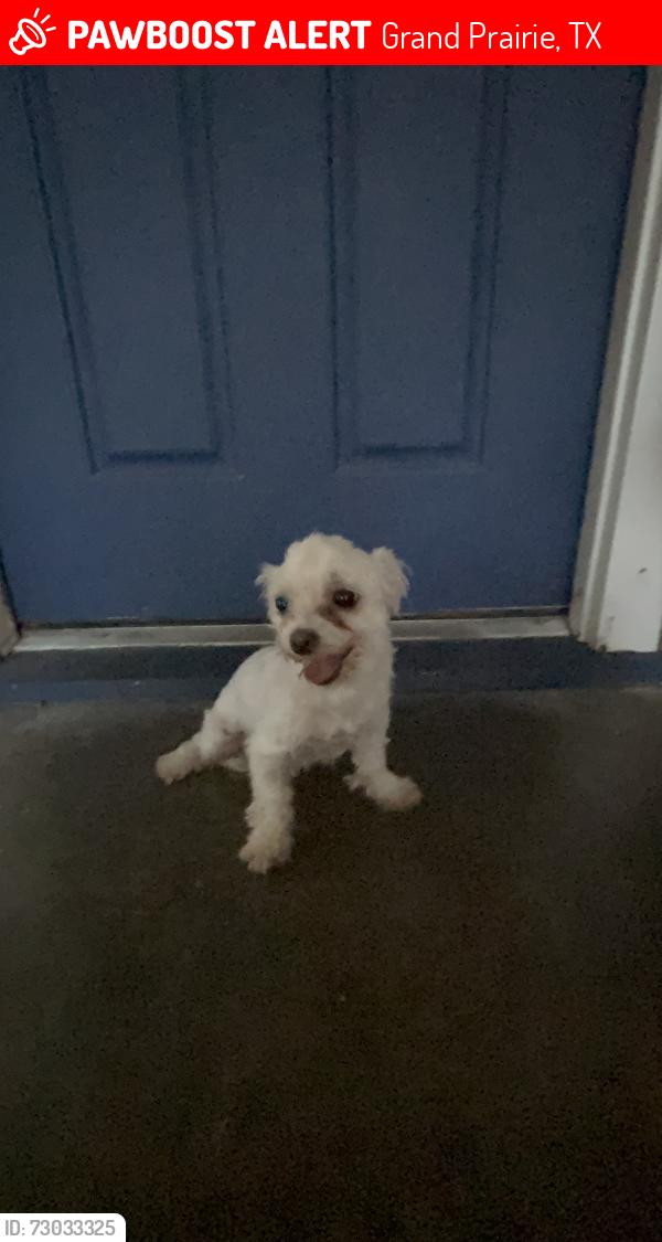 Lost Female Dog last seen Near Brazos Ct Grand Prairie , Grand Prairie, TX 75052