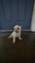 Lost Female Dog last seen Near Brazos Ct Grand Prairie , Grand Prairie, TX 75052