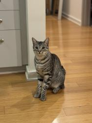 Lost Male Cat last seen Olympic & Hoover, Los Angeles, CA 90006