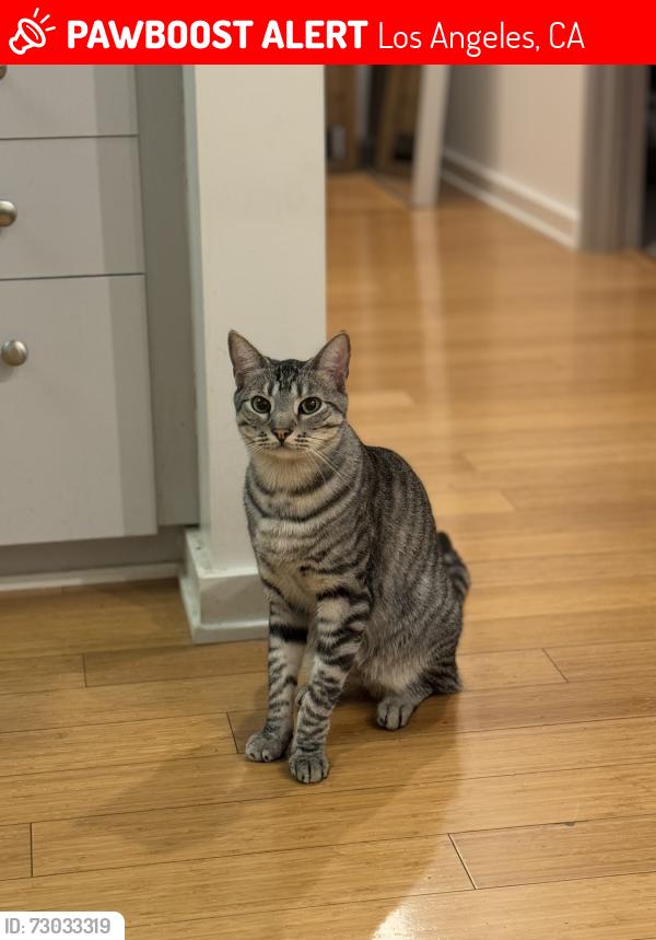Lost Male Cat last seen Olympic & Hoover, Los Angeles, CA 90006