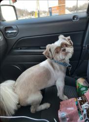 Lost Male Dog last seen 6th and Oklahoma Ave , Milwaukee, WI 53215