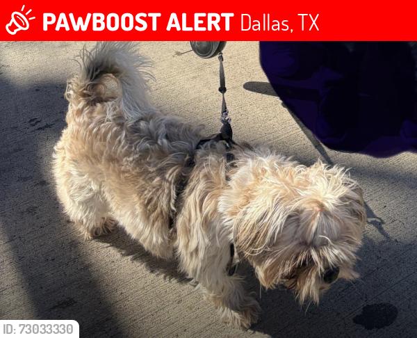 Lost Female Dog last seen 8th Street and N Westmoreland Rd, Dallas TX (Oak Cliff), Dallas, TX 75211