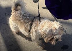Lost Female Dog last seen 8th Street and N Westmoreland Rd, Dallas TX (Oak Cliff), Dallas, TX 75211