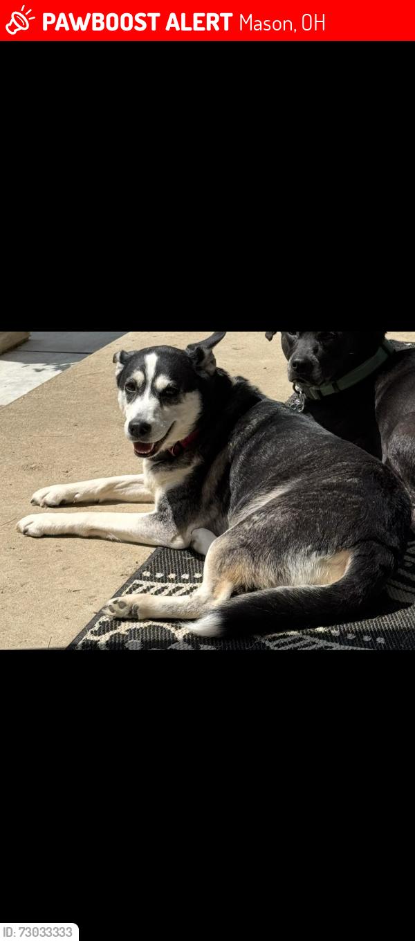 Lost Female Dog last seen Columbia rd and Macon Morrow Millgrove Rd, Mason, OH 45040