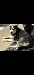 Lost Female Dog last seen Columbia rd and Macon Morrow Millgrove Rd, Mason, OH 45040