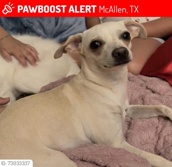 Lost Female Dog last seen Mcallen, McAllen, TX 78503