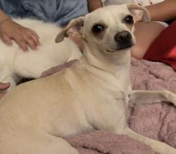 Lost Female Dog last seen Mcallen, McAllen, TX 78503